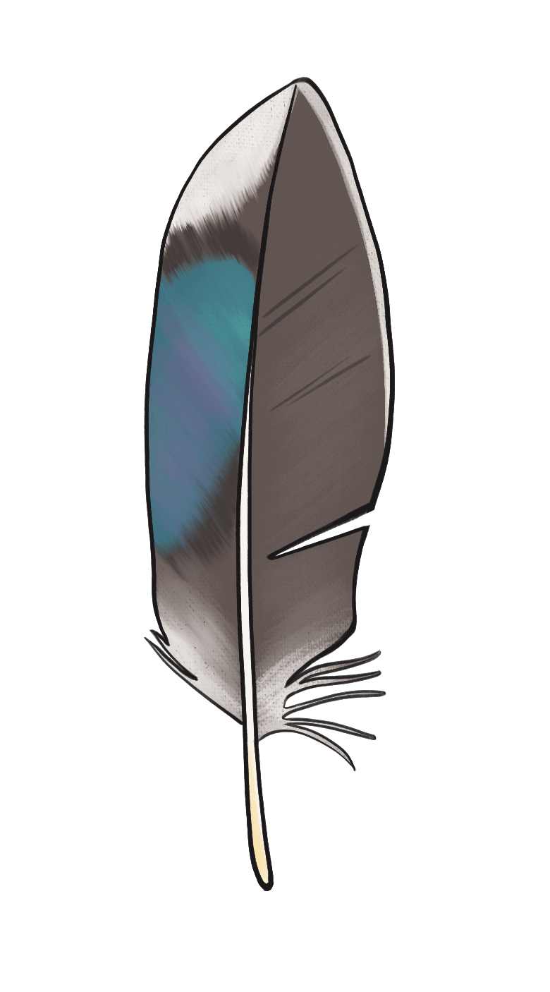 Illustration d'une plume de canard colvert