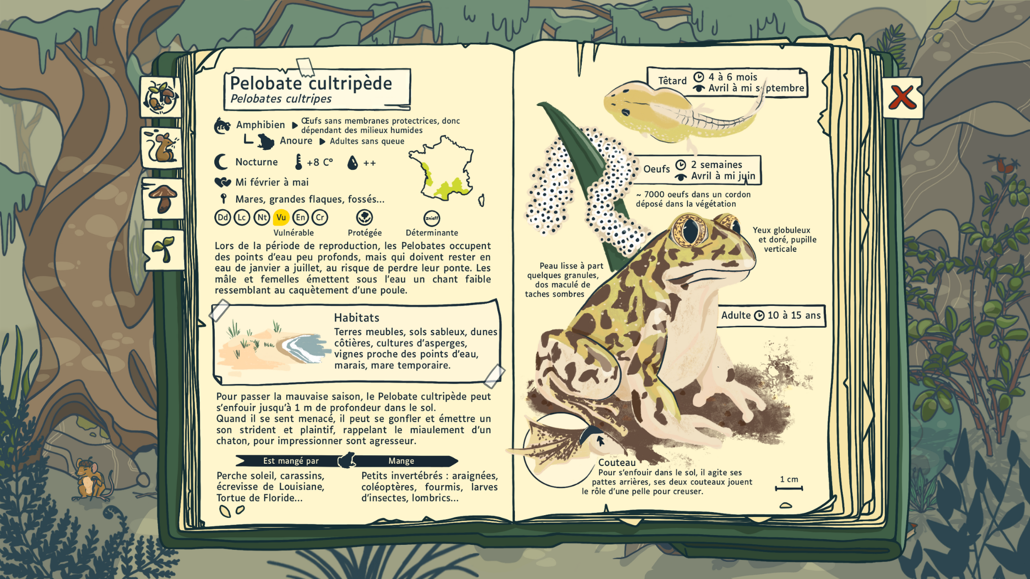 Première page du carnet naturaliste avec la légende des 4 parties du carnet : - Embryophyte - Métazoaire - Eumycète - Ecosystème