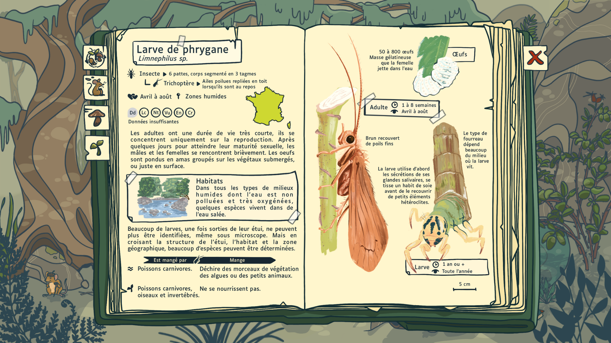 Première page du carnet naturaliste avec la légende des 4 parties du carnet : - Embryophyte - Métazoaire - Eumycète - Ecosystème