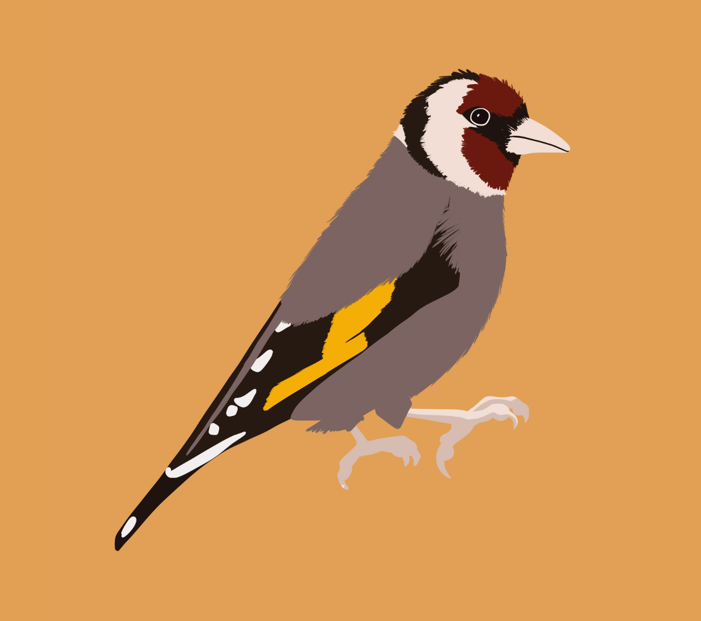Illustration numérique de Chardonneret Élégant (Carduelis carduelis)