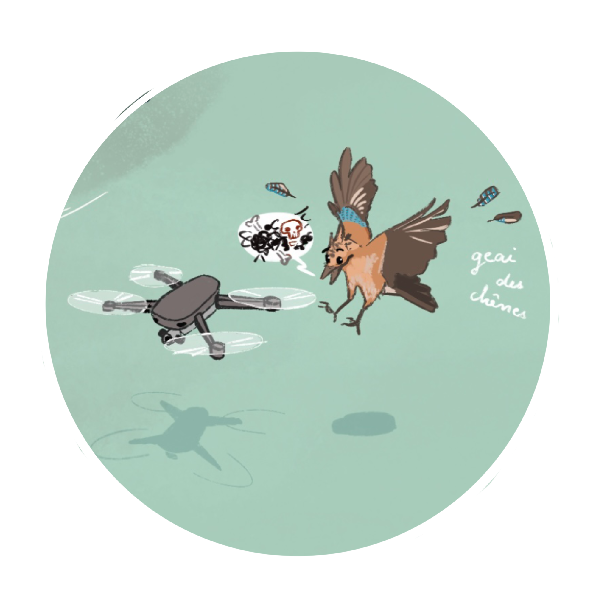 Un geai des chênes se fait bousculer par un drone.