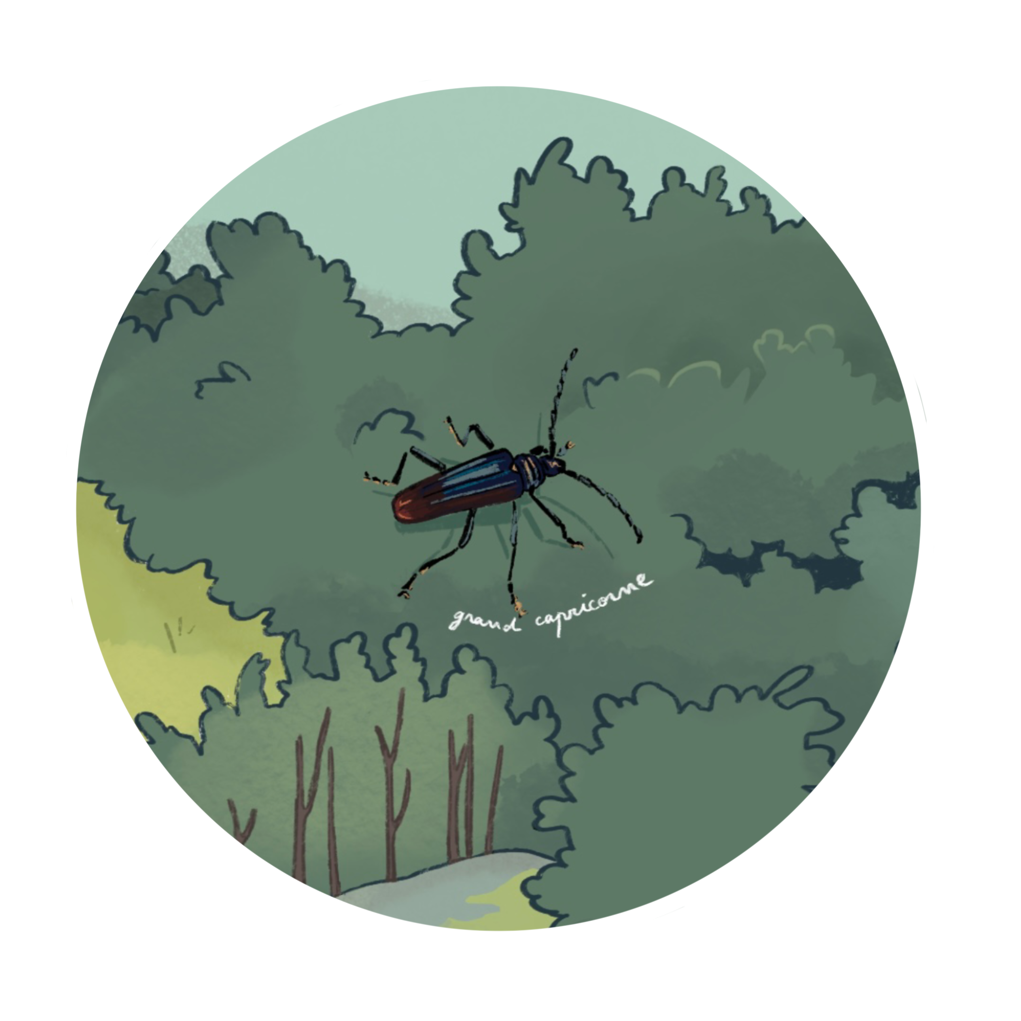 Grand capricorne (Cerambyx cerdo)