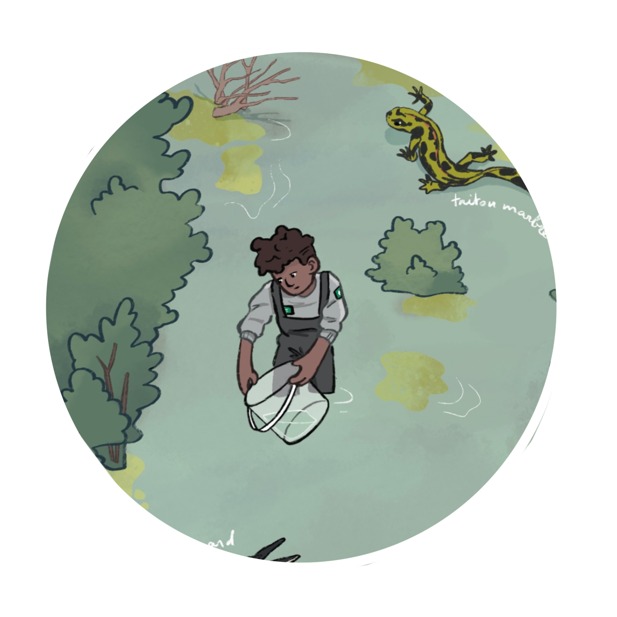 Une personne portant l'insigne de la réserve réalise un comptage d'amphibien.