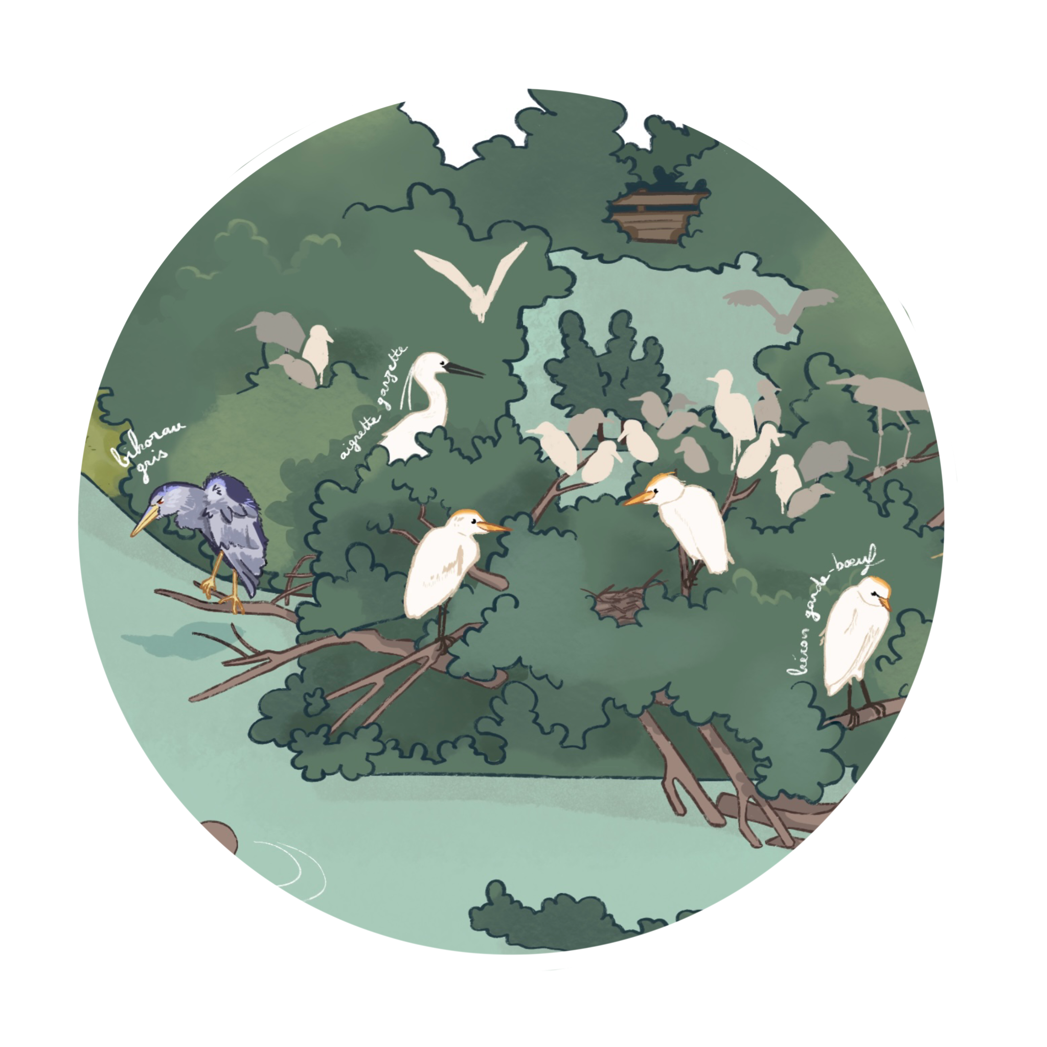 Héronière de la réserve