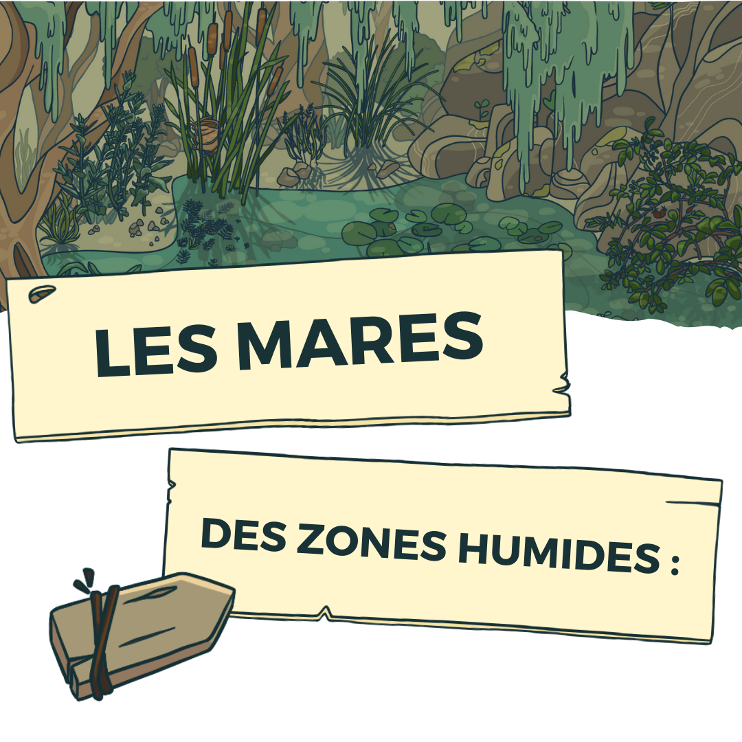 Les mares, des zones humides :