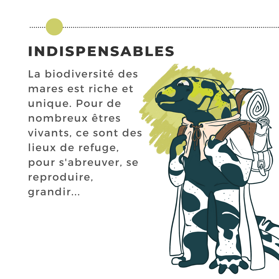 INDISPENSABLE La biodiversité des mares est riche et unique. Pour de nombreux êtres vivants, ce sont des lieux de refuges, pour s'abreuver, se reproduire et grandir...