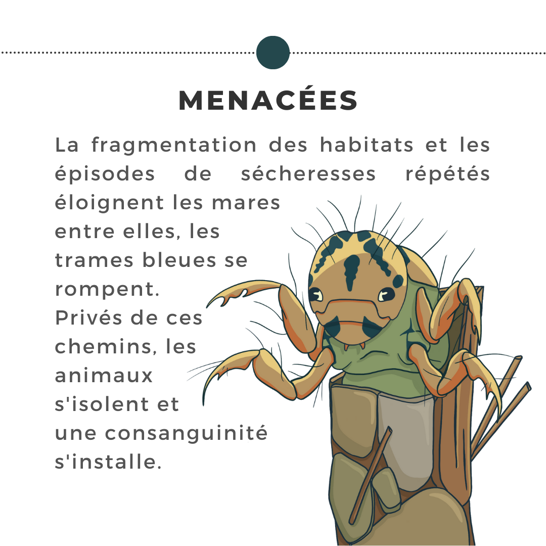 MENACEES La fragmentation des habitats et les épisodes de sécheresses répétées éloignent les mares entre elles, les trames bleues se rompent. Privés de ses chemins, les animaux s'isolent et une consanguinité s'installe.