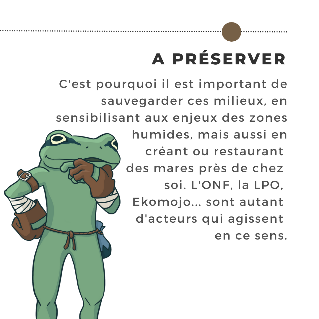 A PRESERVER C'est pourquoi il est important de sauvegarder ces milieux, en sensibilisant aux enjeux des zones humides, mais aussi en créant ou restaurant des mares près de chez soi. L'OFB, la LPO, Oasis sauvage... sont autant d'acteurs qui agissent en ce sens.