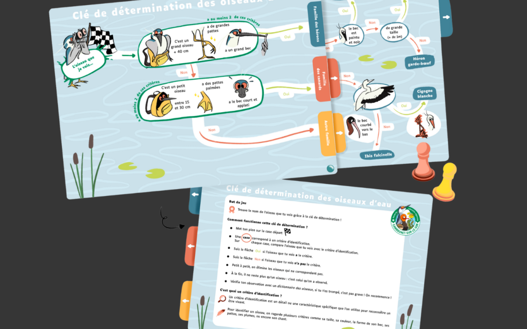 Clé de détermination des oiseaux d&rsquo;eau