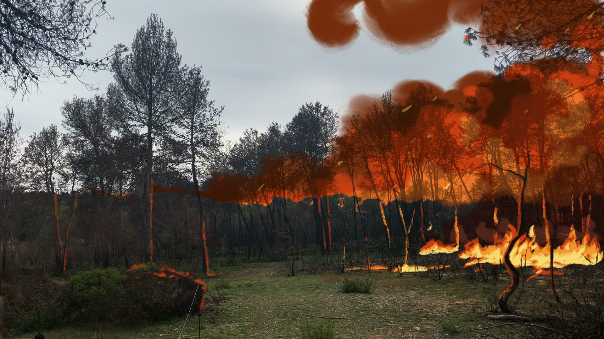 Image d'une forêt de pin d'Alep qui brule